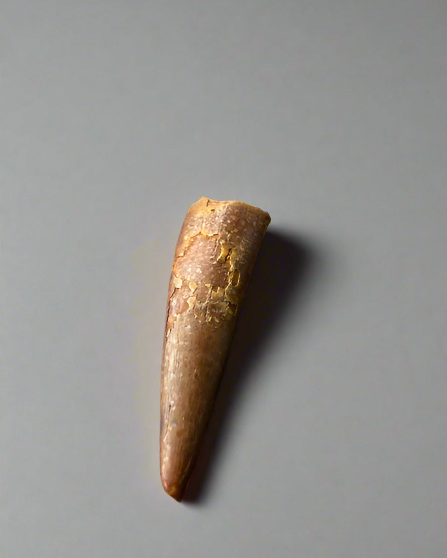 Pterosaur Tooth, Kem Kem Formation, Morocco. 3.5cm.