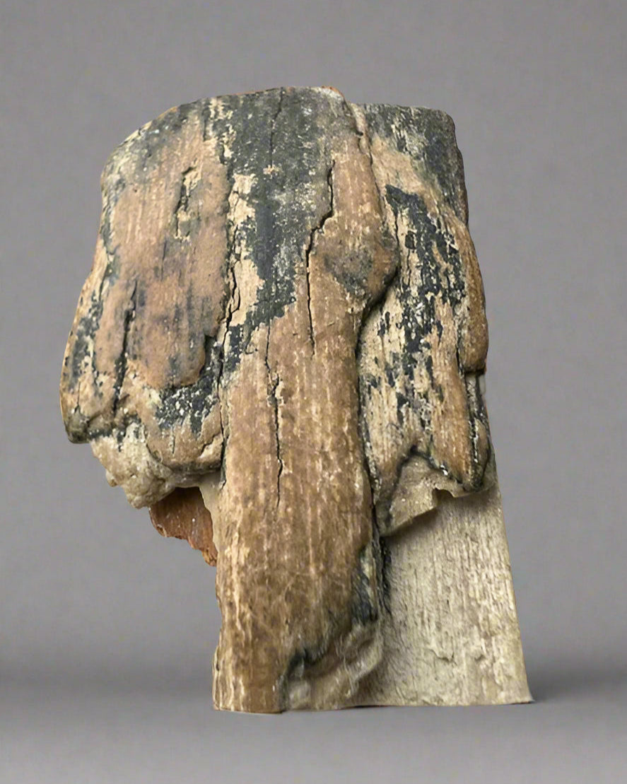 Mammuthus Primigenius (Wooly Mammoth) small tusk fragment. Siberia. Boxed with label.(#2)