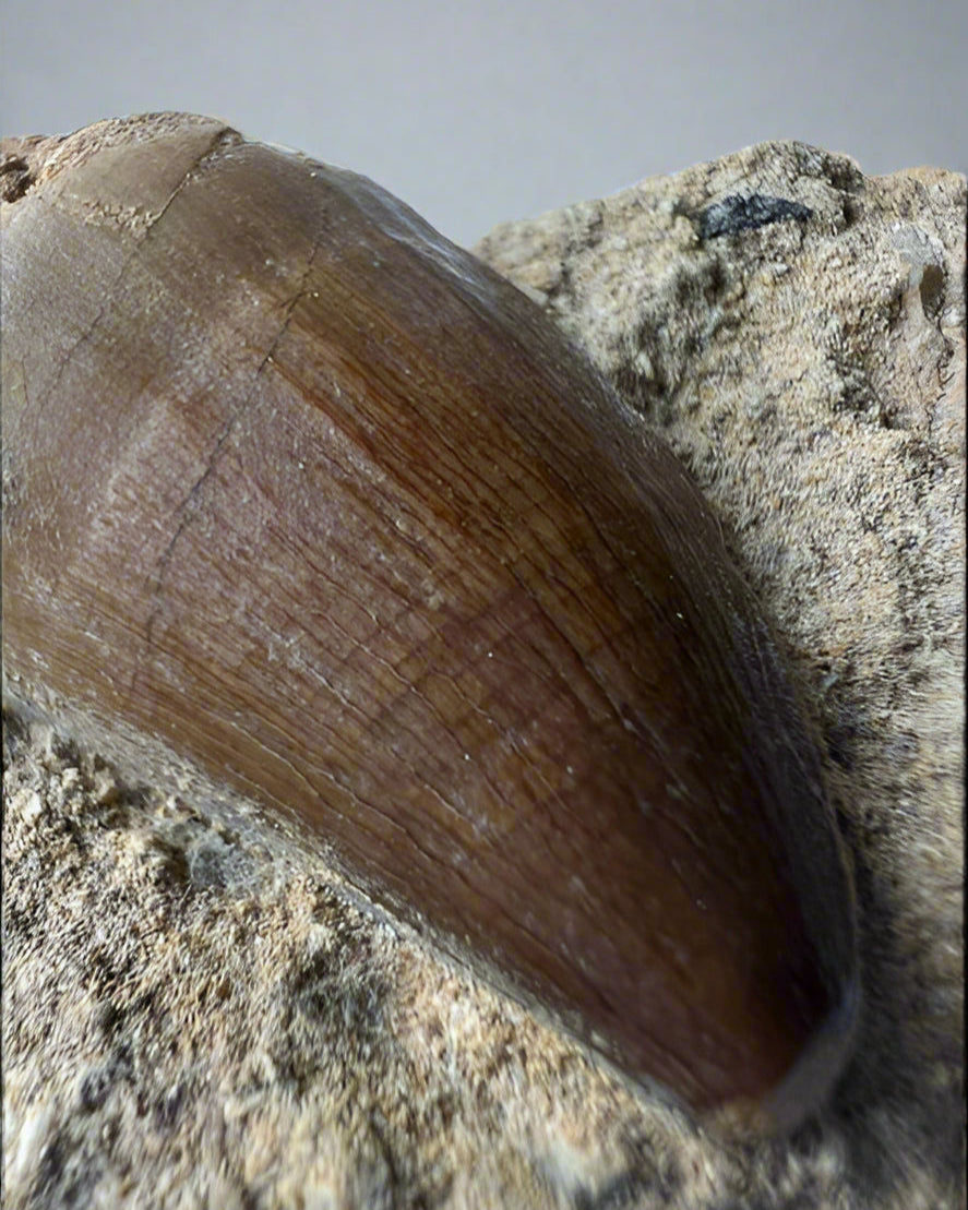 Mosasaurs anceps Tooth on matrix. Morocco. Cretaceous.