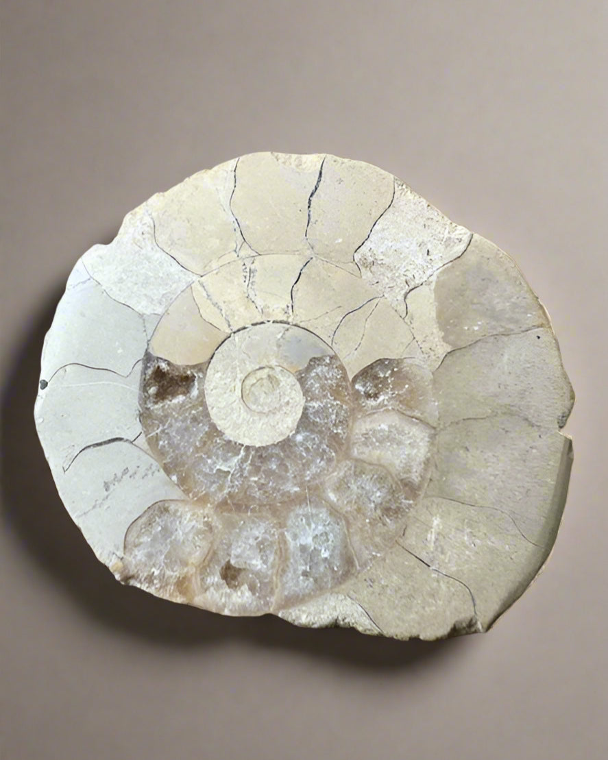 Polished Ammonite half. Morocco.