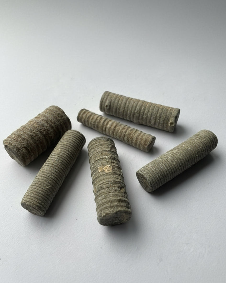Crinoid stems, Carboniferous, UK. pack of 5