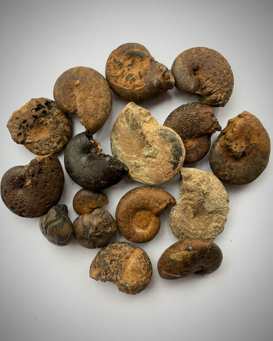 Ammonite Fossils – Study Grade. Pack of 5.
