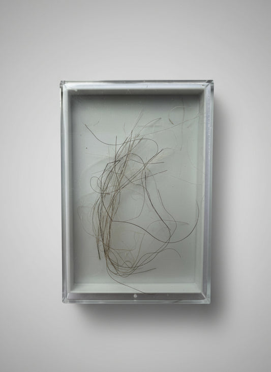 Mammuthus Primiginus (Wooly Mammoth) HAIR.  Siberian Permafrost find.