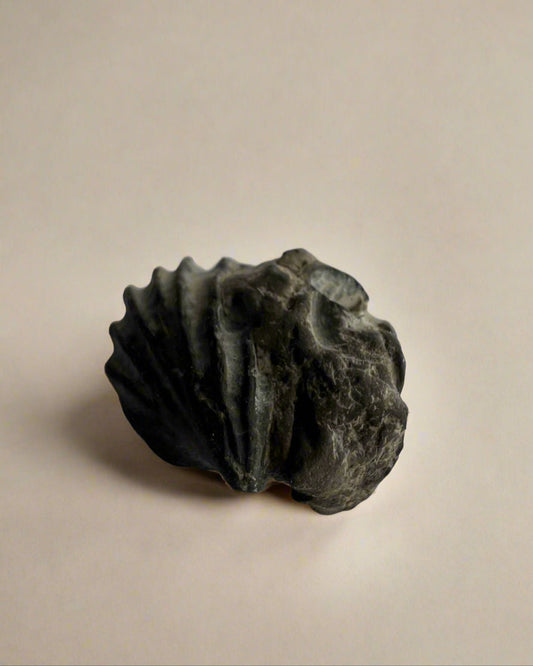 Premium Bivalve sp.Birostrina Sulcata. Cretaceous Gault clay, Folkstone.