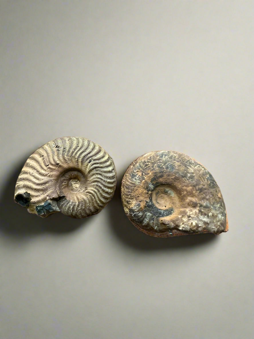 Small specimen Ammonite- set of 2.