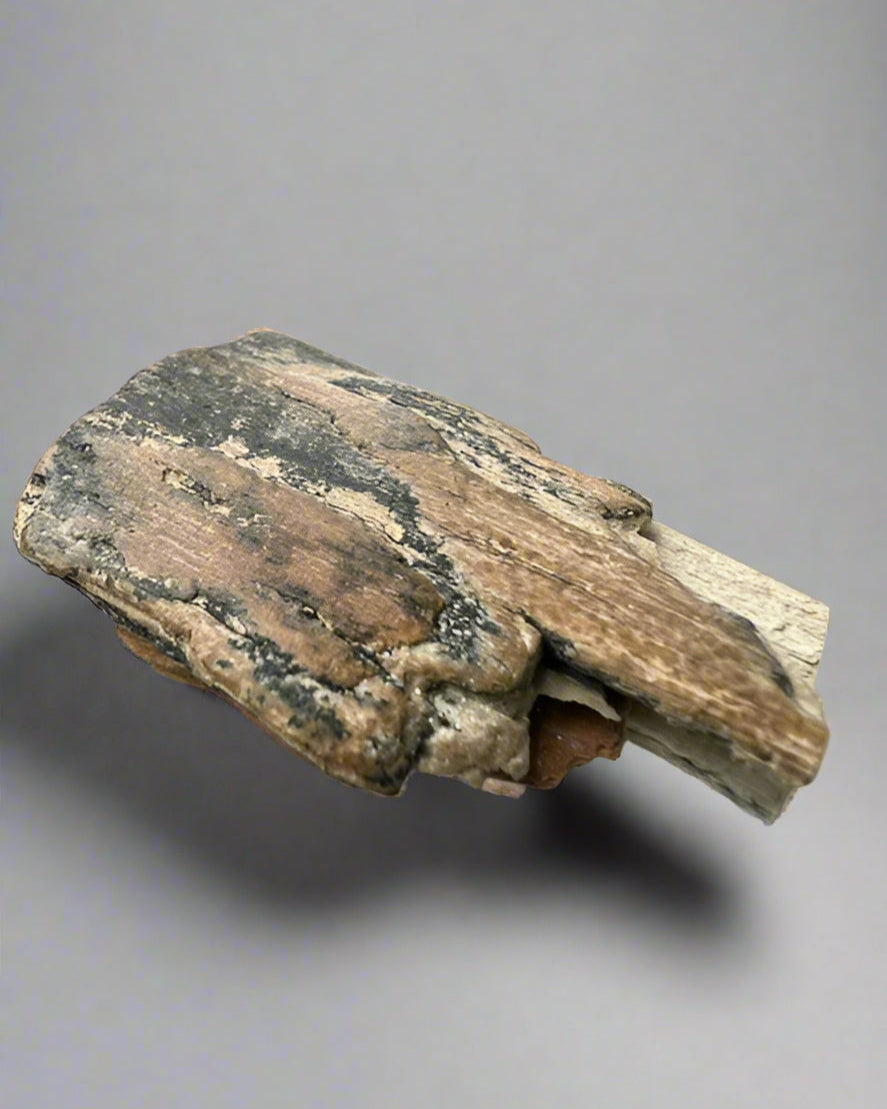 Mammuthus Primigenius (Wooly Mammoth) small tusk fragment. Siberia. Boxed with label.(#2)