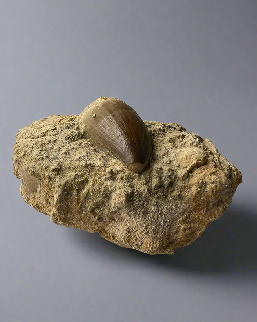 Mosasaurs anceps Tooth on matrix. Morocco. Cretaceous.