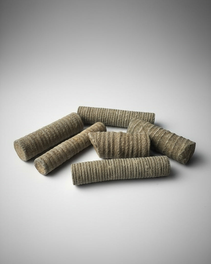 Crinoid stems, Carboniferous, UK. pack of 5