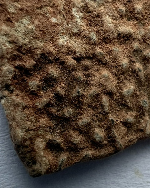 OVIRAPTOR Theropod Dinosaur Eggshell Section #1. Nanxiong, China.