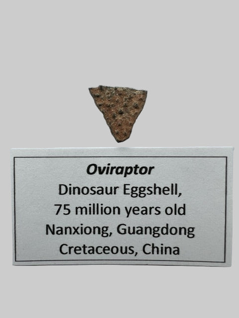 OVIRAPTOR Theropod Dinosaur Eggshell Fragment #3. Nanxiong, China.