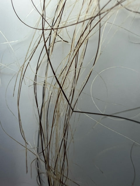 Mammuthus Primiginus (Wooly Mammoth) HAIR.  Siberian Permafrost find.