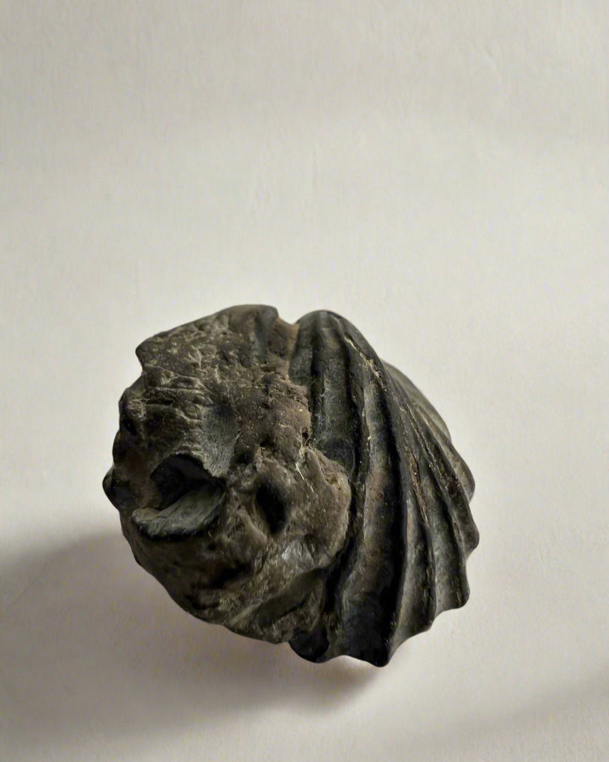 Premium Bivalve sp.Birostrina Sulcata. Cretaceous Gault clay, Folkstone.