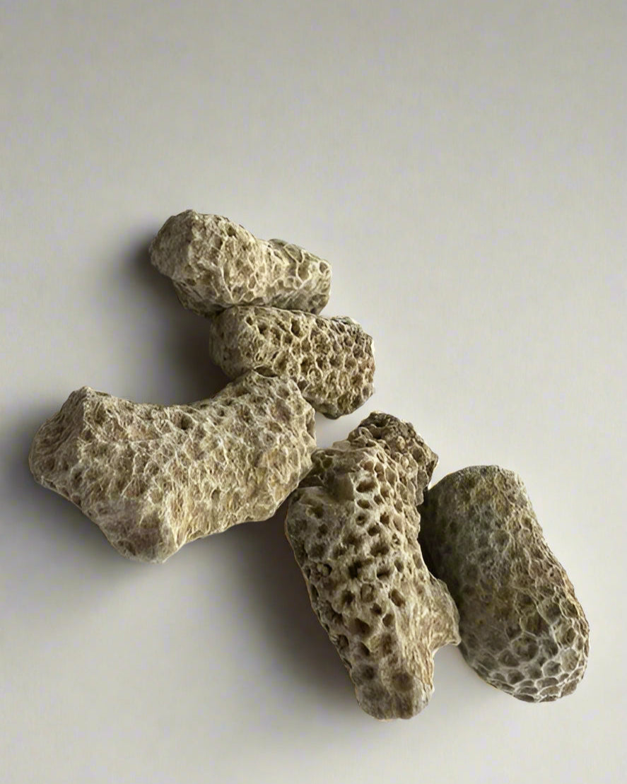 Fossilized Sponge Fragments – Pack of 5.