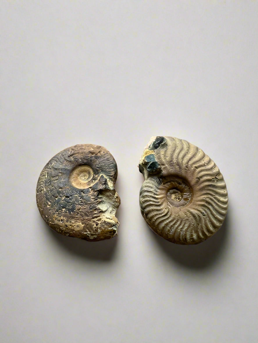 Small specimen Ammonite- set of 2.