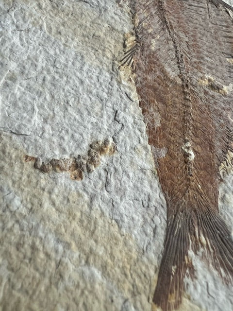 Knightia Alta Fossil Fish, with coprolite - Green River Formation