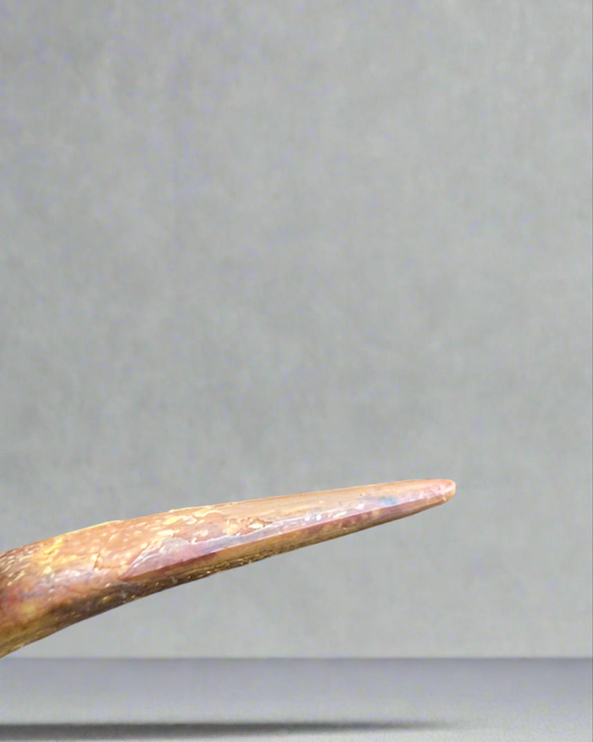Pterosaur Tooth, Kem Kem Formation, Morocco. 3.5cm.