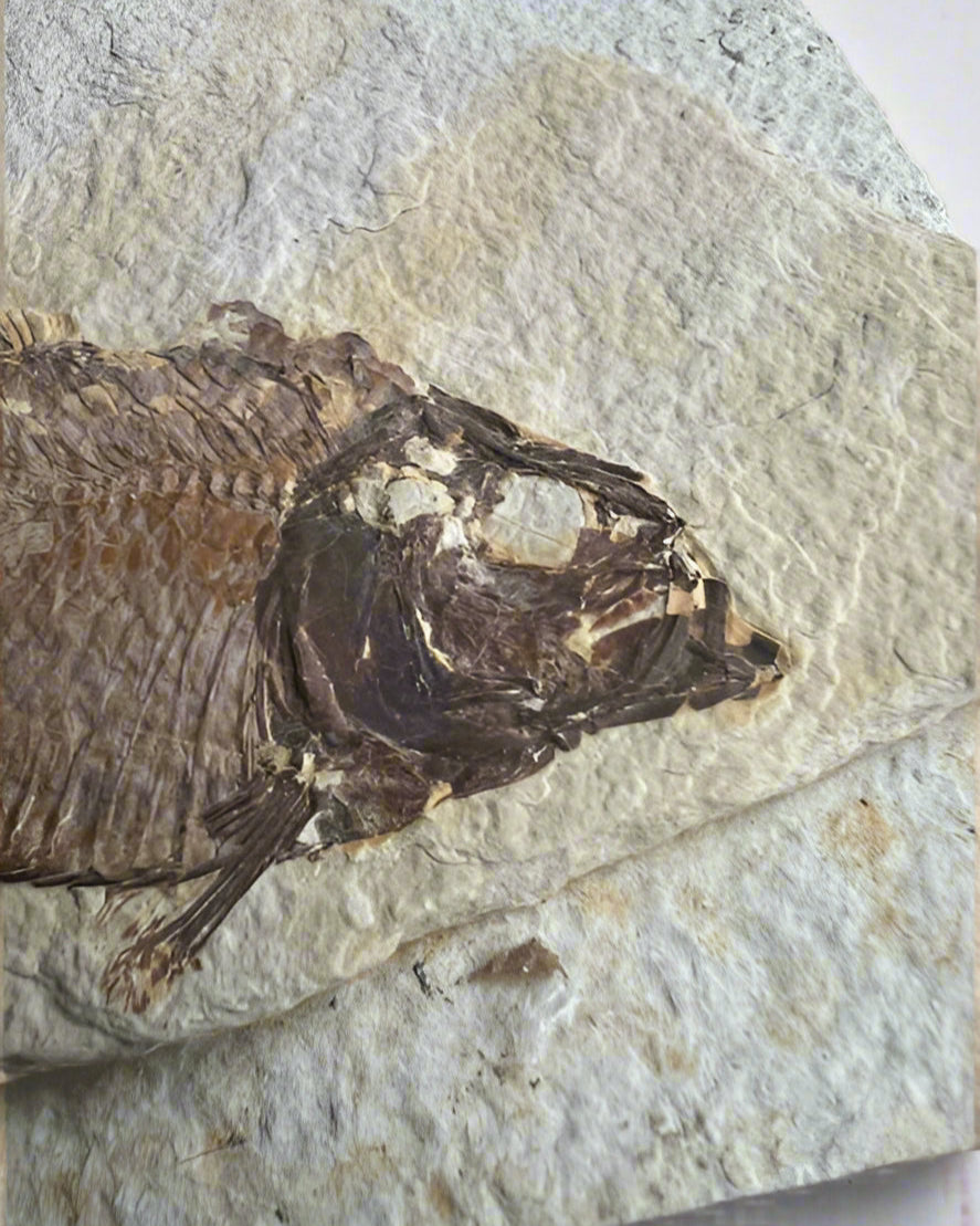 Knightia Alta Fossil Fish, with coprolite - Green River Formation