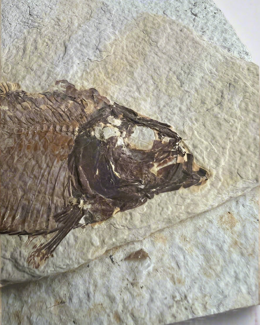 Knightia Alta Fossil Fish, with coprolite - Green River Formation