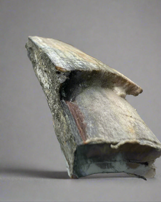 Mammuthus Primigenius (Wooly Mammoth) small tusk fragment. Siberia. Boxed with label.(#1)