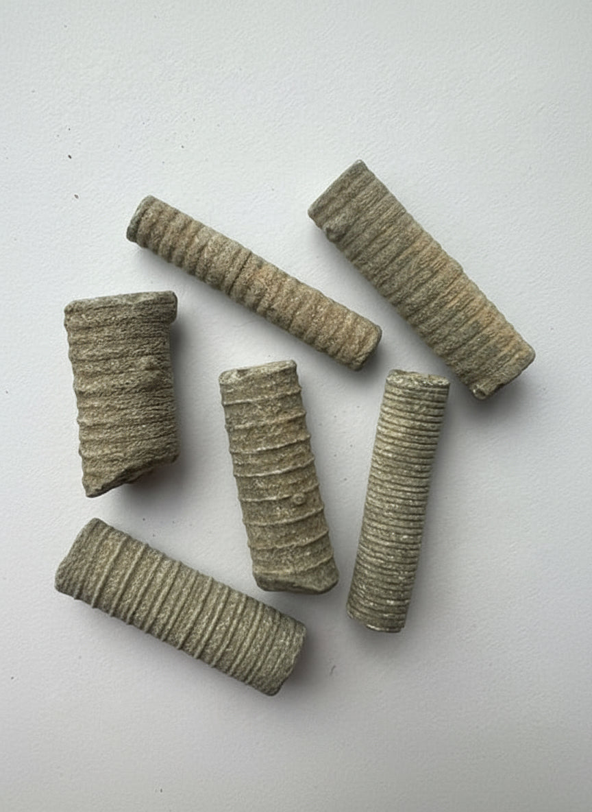 Crinoid stems, Carboniferous, UK. pack of 5