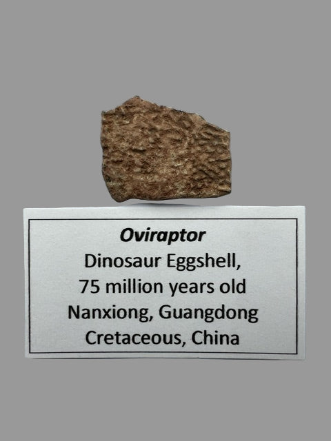 OVIRAPTOR Theropod Dinosaur Eggshell Section #1. Nanxiong, China.
