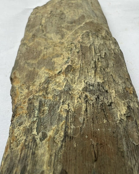 Mammuthus Primigenius (Wooly Mammoth) tusk section. Siberia.(#L2)