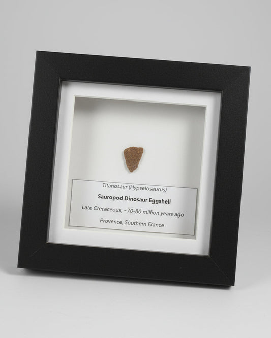 Framed Hypselosaurus TITANOSAUR Sauropod Dinosaur Eggshell Fragment. Provence, France.