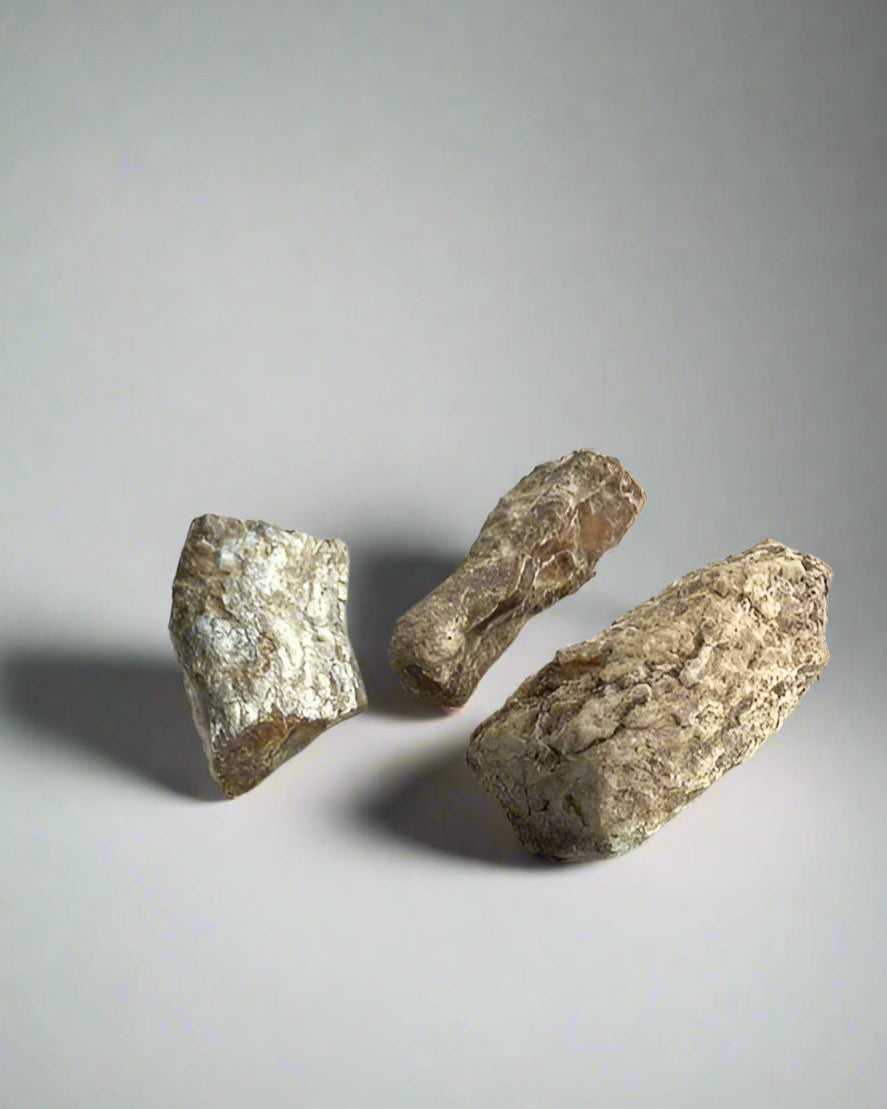 Fossilized Araucaria (monkey puzzle) root raw fragments. Pack of 5.