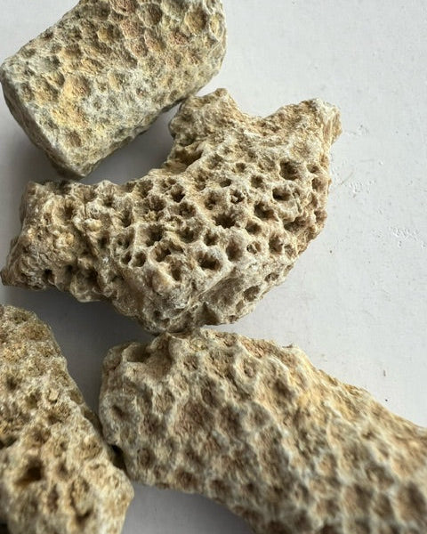 Fossilized Sponge Fragments – Pack of 5.