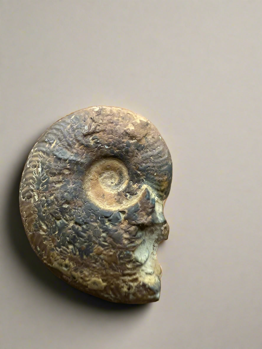 Small specimen Ammonite- set of 2.