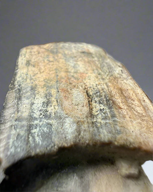 Mammuthus Primigenius (Wooly Mammoth) small tusk fragment. Siberia. Boxed with label.(#1)