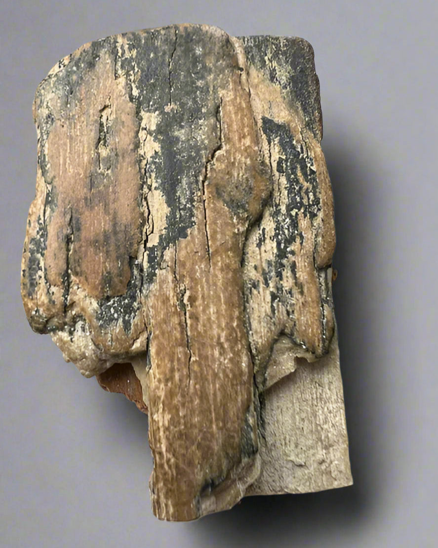 Mammuthus Primigenius (Wooly Mammoth) small tusk fragment. Siberia. Boxed with label.(#2)