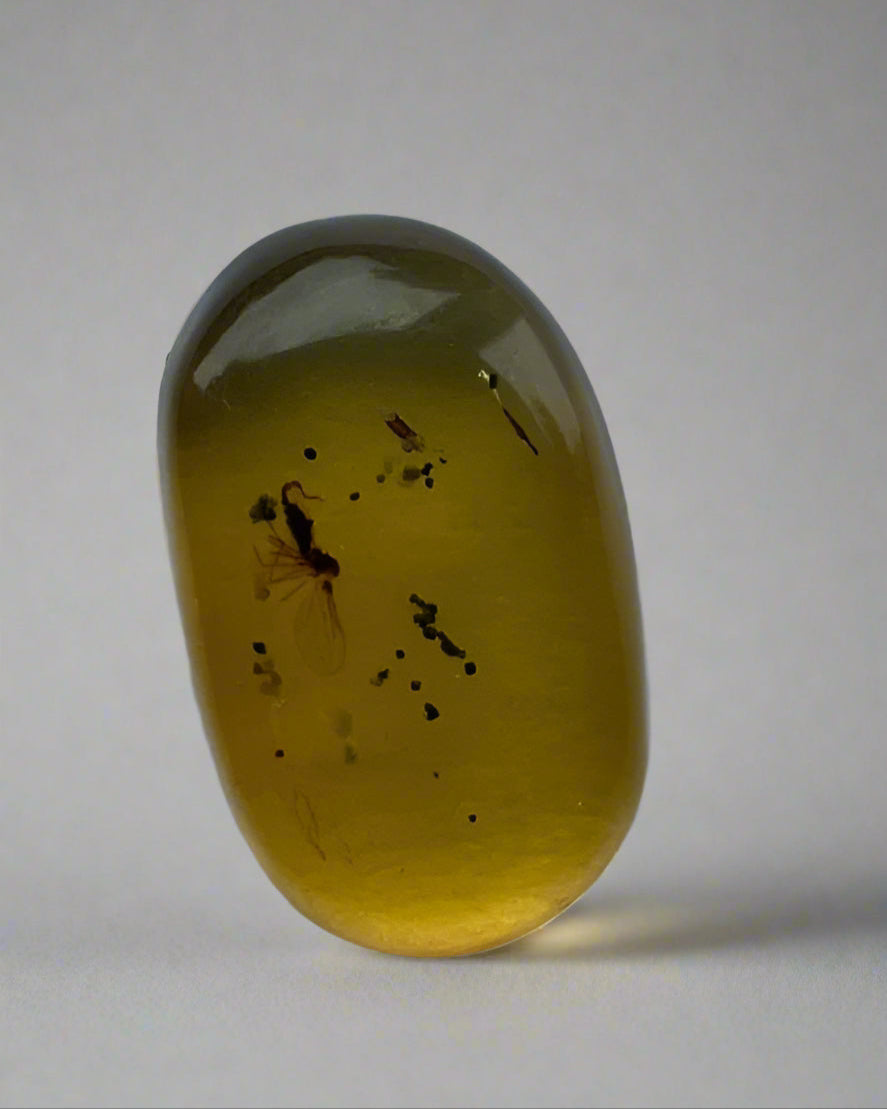 Nematocera: (Thread-Horn).  Burmese Amber with Genuine Fossil Inclusion.