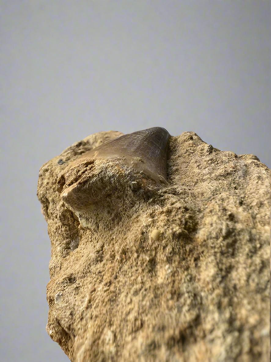 Mosasaurs anceps Tooth on matrix. Morocco. Cretaceous.