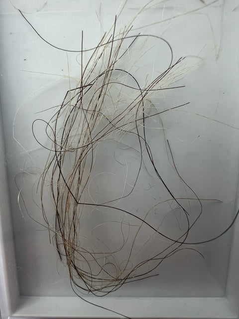 Mammuthus Primiginus (Wooly Mammoth) HAIR.  Siberian Permafrost find.