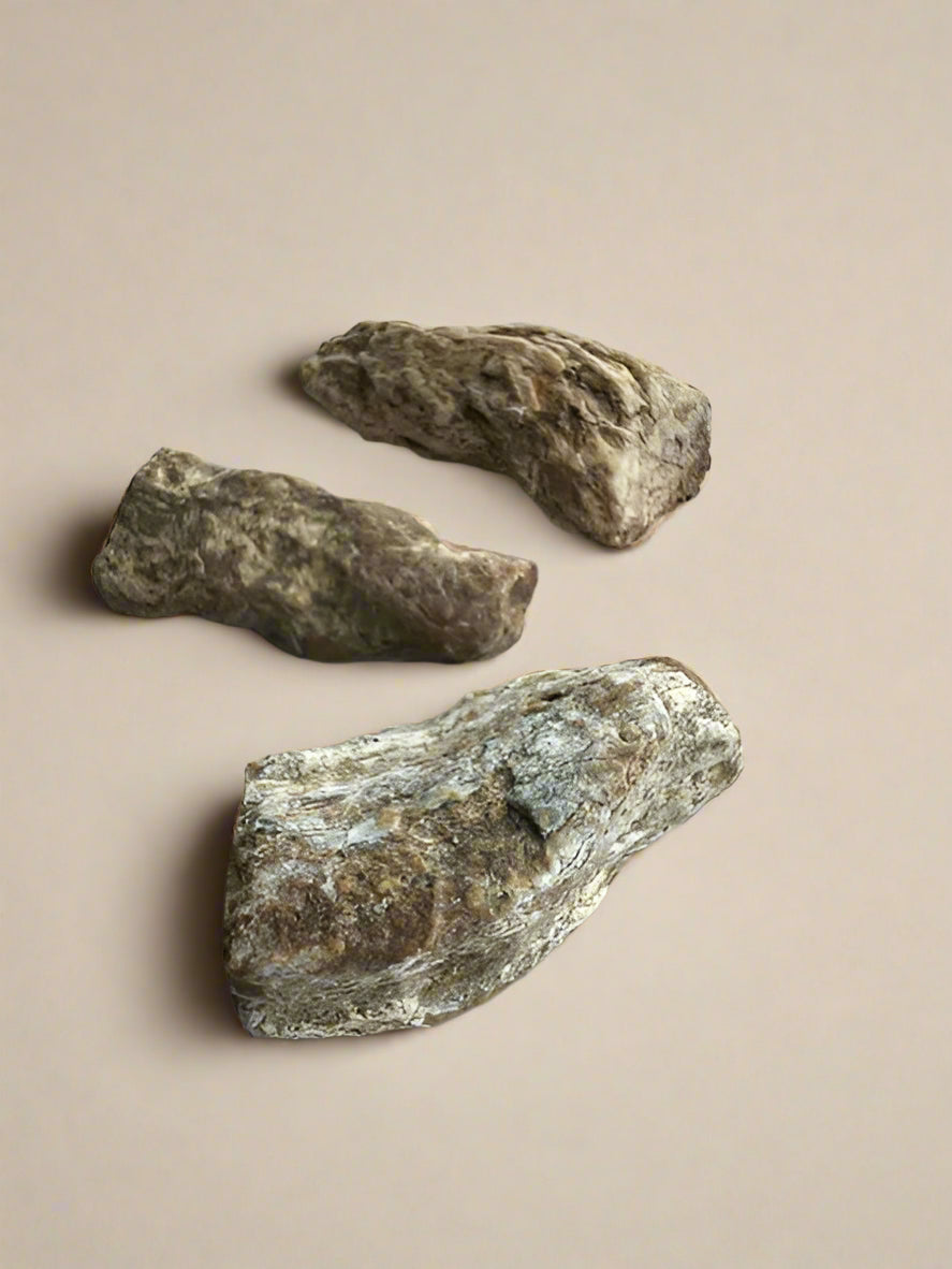 Fossilized Araucaria (monkey puzzle) root raw fragments. Pack of 5.