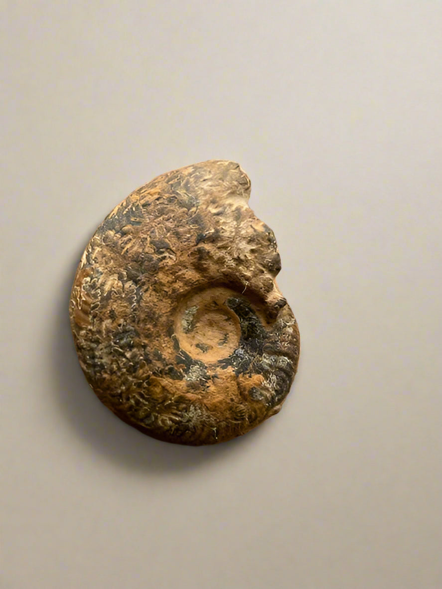 Small specimen Ammonite- set of 2.