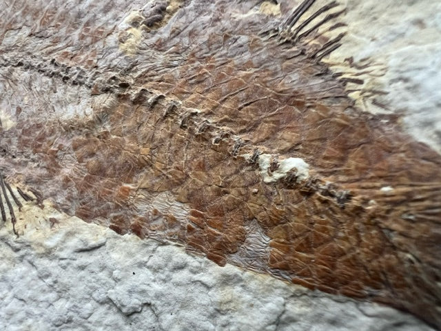 Knightia Alta Fossil Fish, with coprolite - Green River Formation