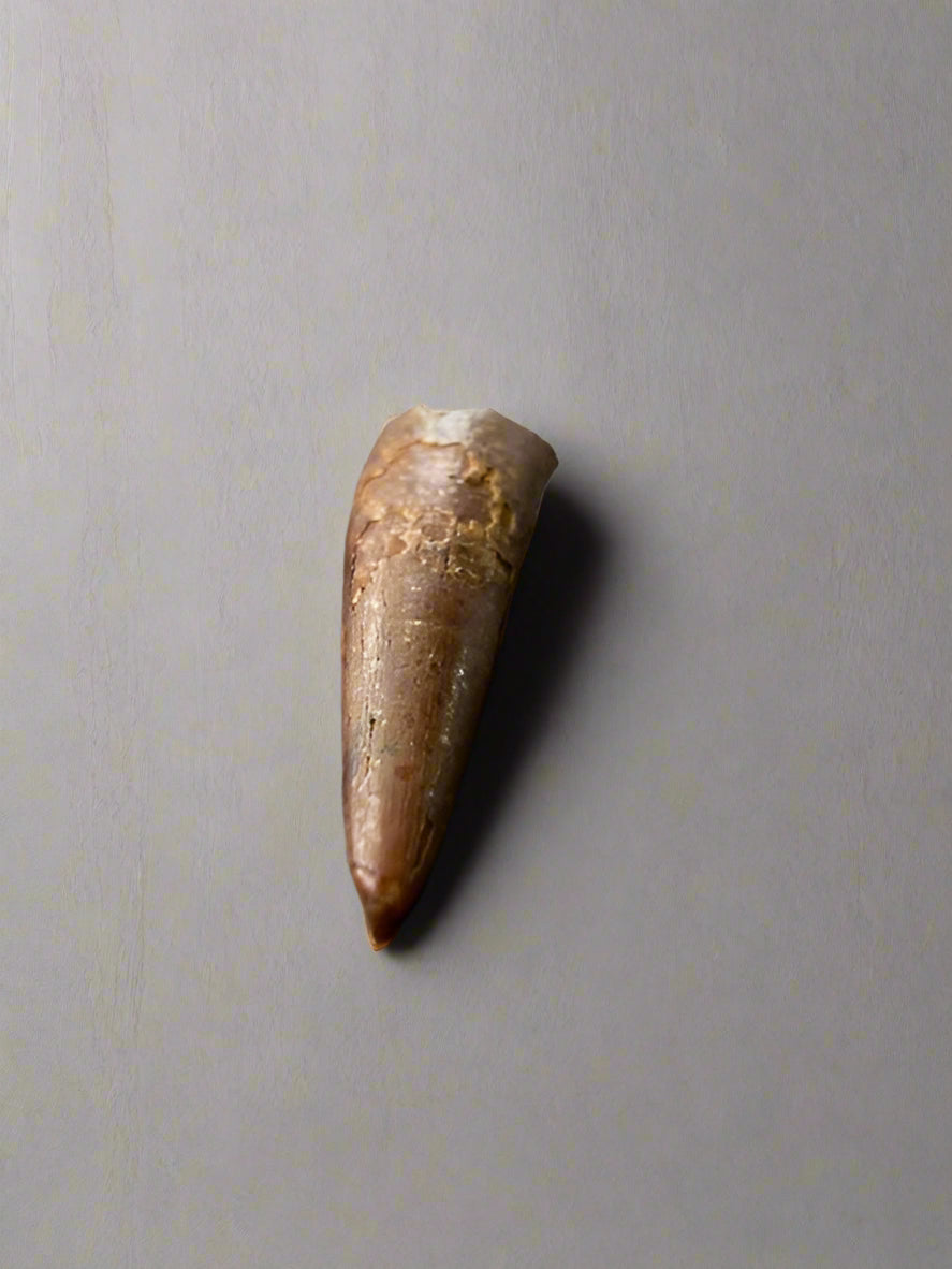 Pterosaur Tooth, Kem Kem Formation, Morocco. 3.5cm.