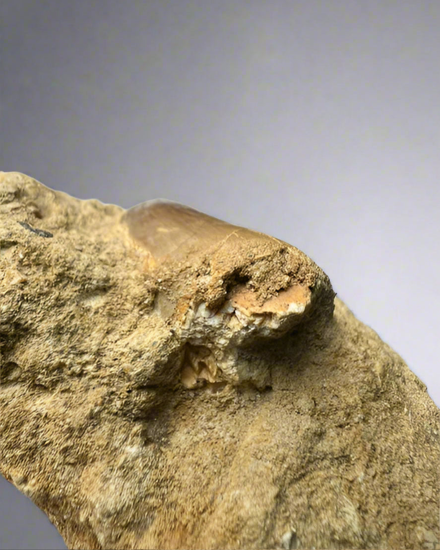 Mosasaurs anceps Tooth on matrix. Morocco. Cretaceous.