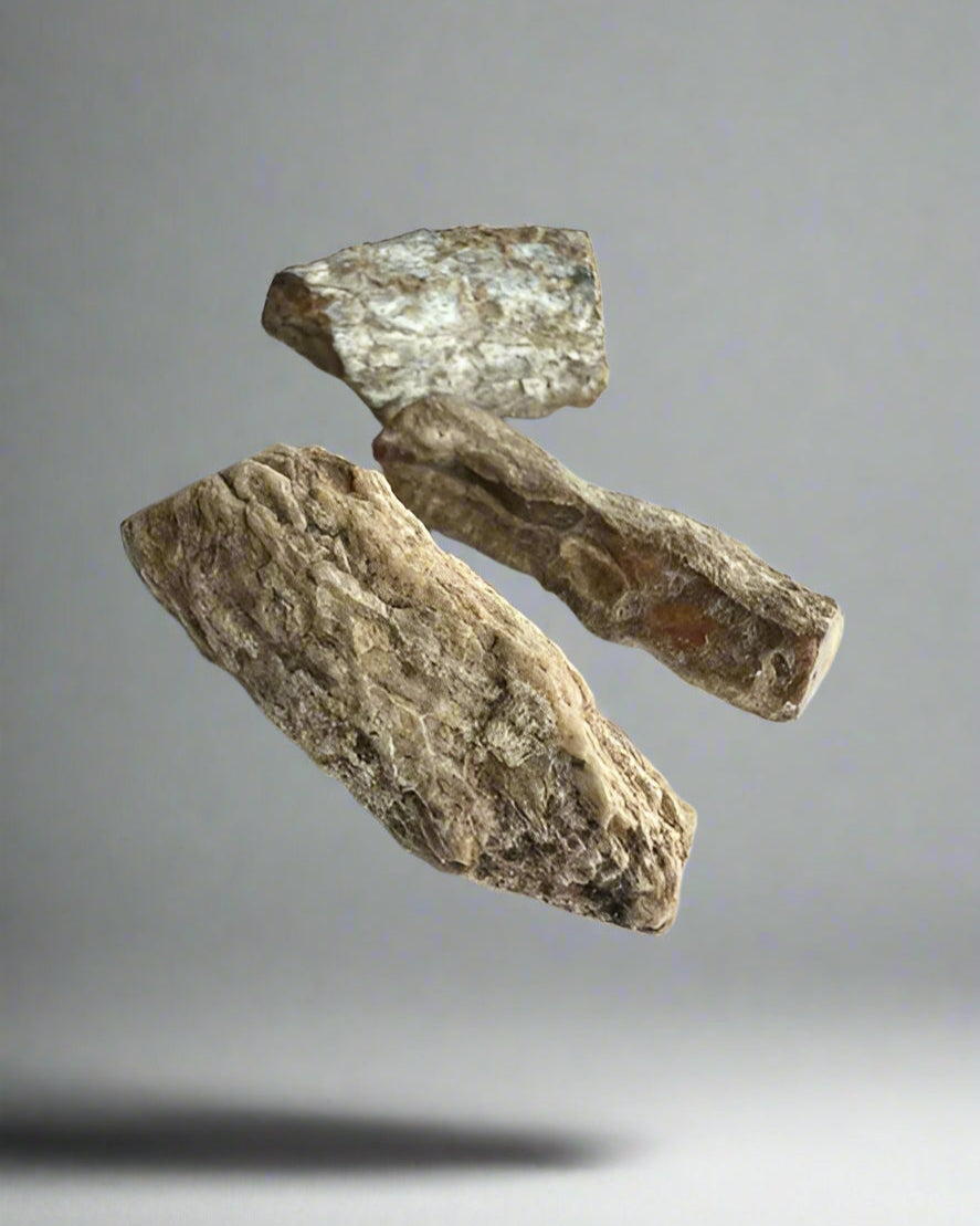 Fossilized Araucaria (monkey puzzle) root raw fragments. Pack of 5.