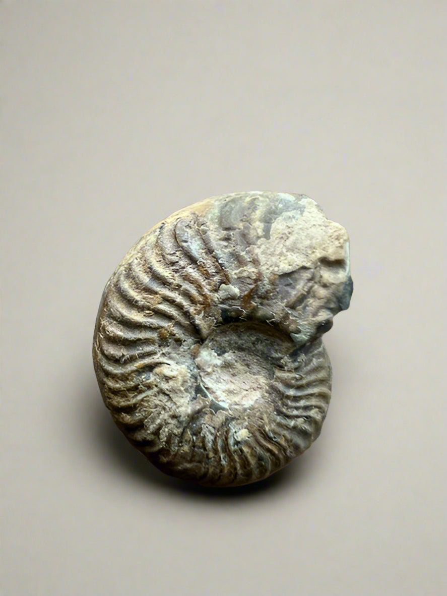 Small specimen Ammonite- set of 2.