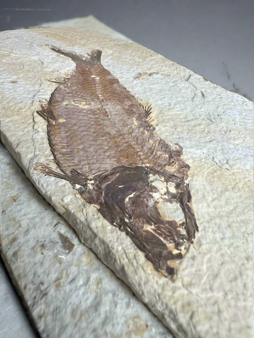 Knightia Alta Fossil Fish, with coprolite - Green River Formation