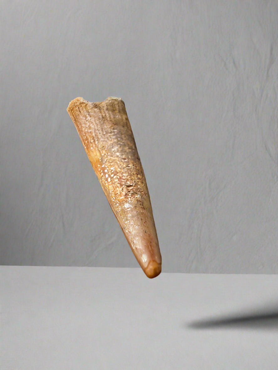 Pterosaur Tooth, Kem Kem Formation, Morocco. 3.5cm.