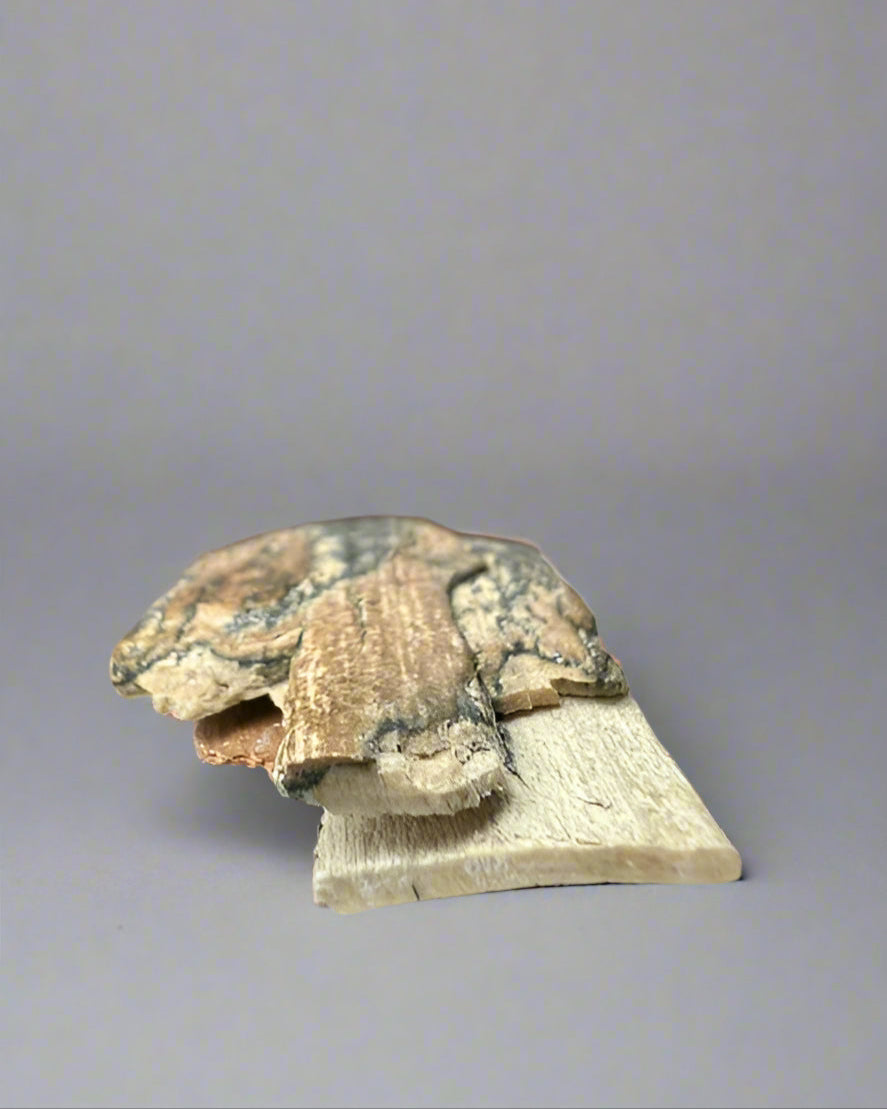 Mammuthus Primigenius (Wooly Mammoth) small tusk fragment. Siberia. Boxed with label.(#2)