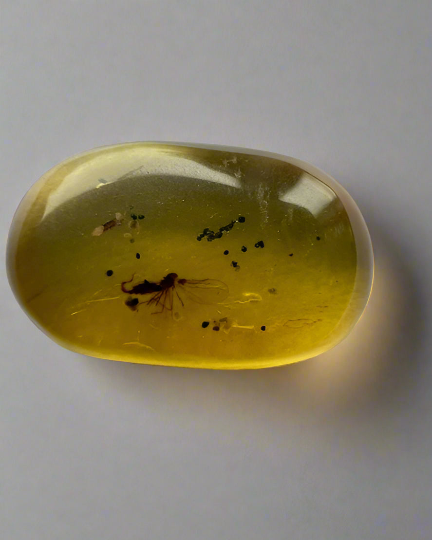 Nematocera: (Thread-Horn).  Burmese Amber with Genuine Fossil Inclusion.