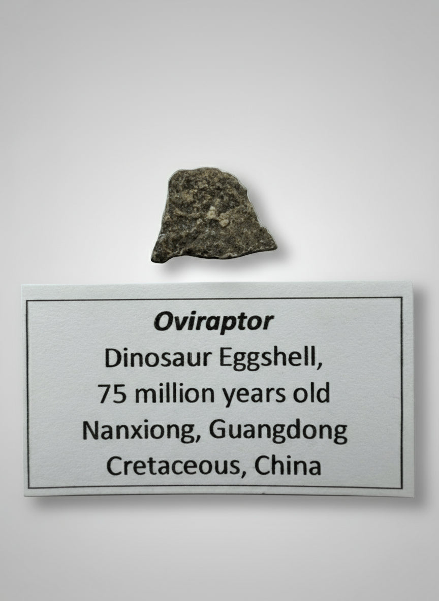 OVIRAPTOR Theropod Dinosaur Eggshell Fragment #2. Nanxiong, China.