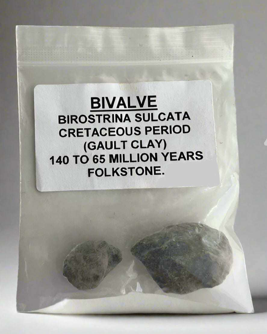 Bivalve sp.Birostrina Sulcata. Cretaceous Gault clay, Folkstone- pack of 2