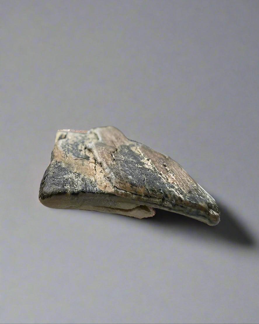 Mammuthus Primigenius (Wooly Mammoth) small tusk fragment. Siberia. Boxed with label.(#2)