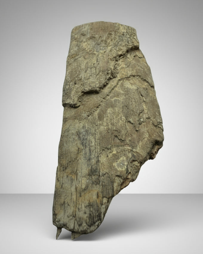 Mammuthus Primigenius (Wooly Mammoth) tusk section. Siberia.(#L2)